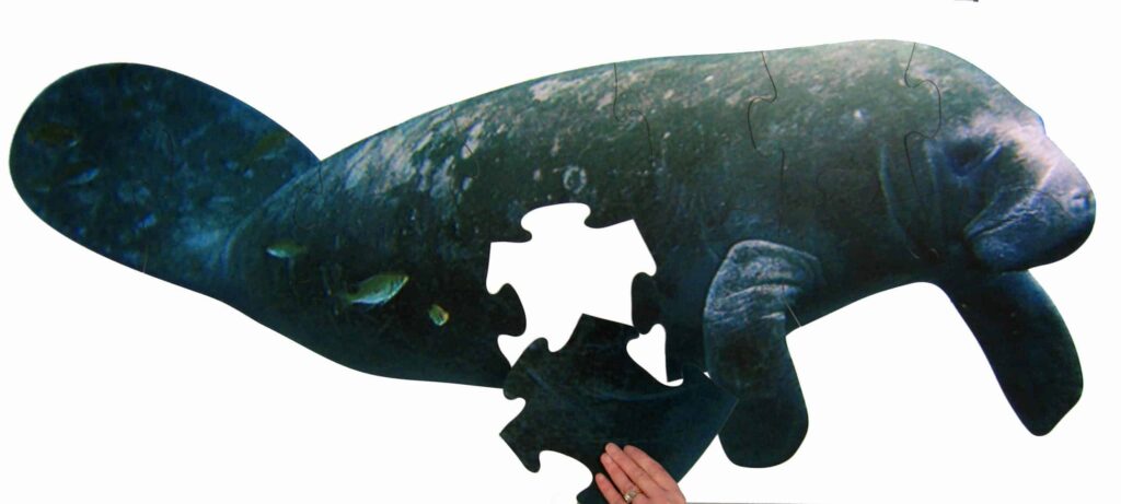 Custom manatee shaped puzzle used for museum exhibit