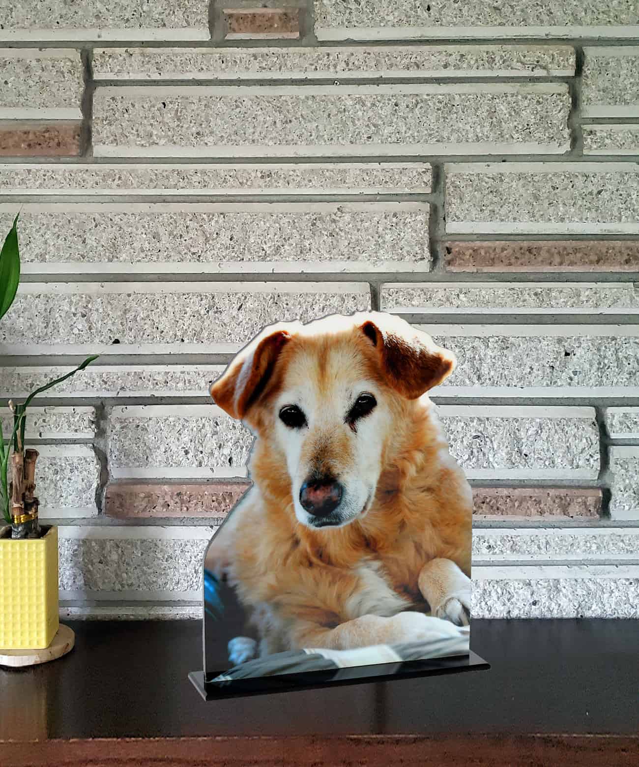 8x10 photo cut out of pet